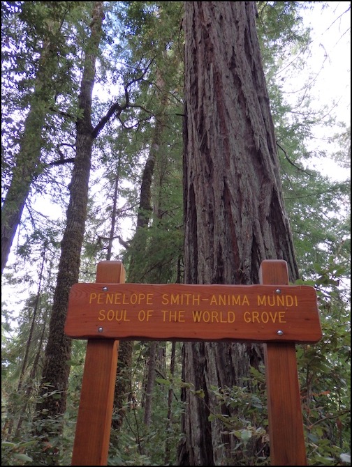 Sign in front of giant redwood tree